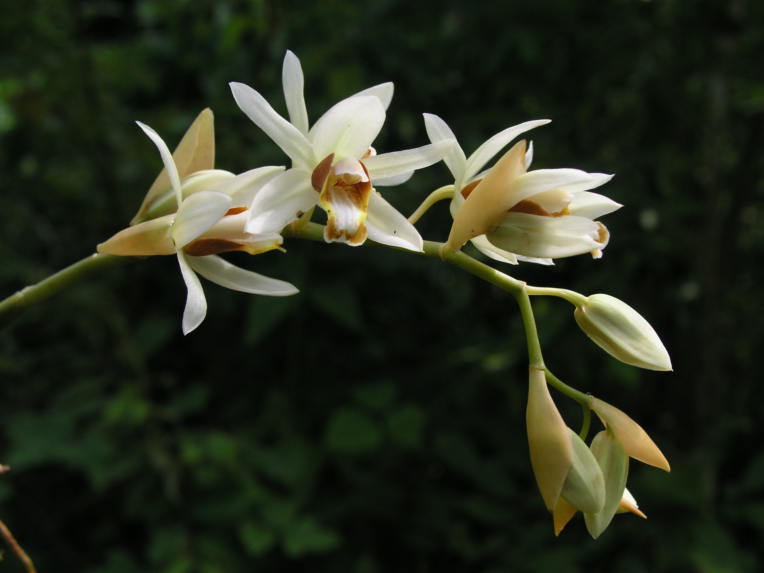 เอื้องหิน Coelogyne lactea Rchb.f.<br/>ORCHIDACEAE